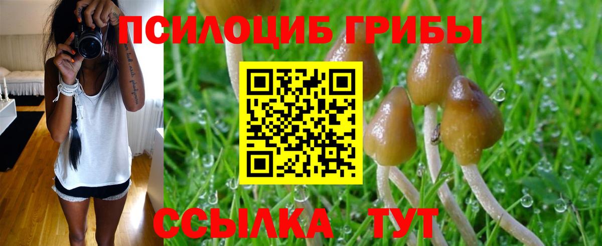 Галлюциногенные грибы Psilocybe Добрянка